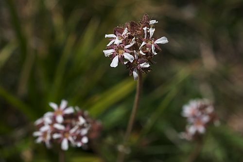 Horkelia fusca